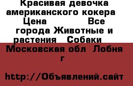 Красивая девочка американского кокера › Цена ­ 35 000 - Все города Животные и растения » Собаки   . Московская обл.,Лобня г.